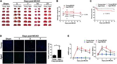 The Association of Suppressed Hypoxia-Inducible Factor-1 Transactivation of Angiogenesis With Defective Recovery From Cerebral Ischemic Injury in Aged Rats